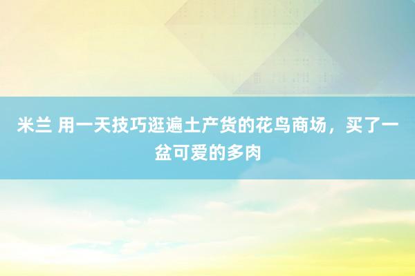 米兰 用一天技巧逛遍土产货的花鸟商场，买了一盆可爱的多肉